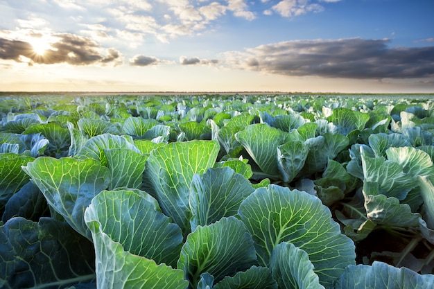 Campo di cavolo maturo sotto un cielo nuvoloso