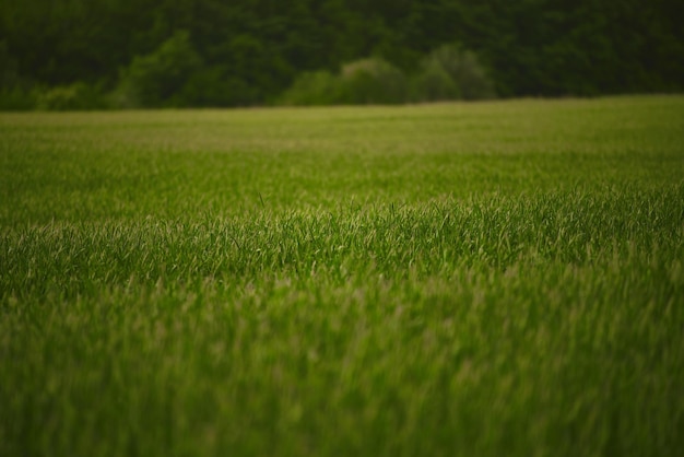 Campo di cereali d'orzo verde fresco Settore agricolo Orzo da malto verde nel campo