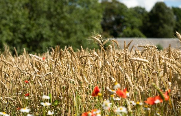 Campo di cereali da fiore e papaveri Natura della Lettonia