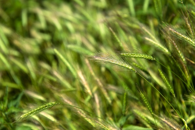 Campo di cereali del tempo in estate, primo piano