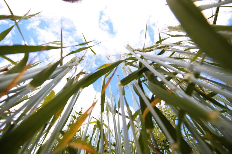 Foto campo di cereali di segale