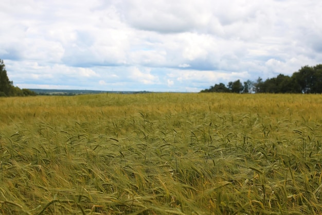 Campo di cereali di segale