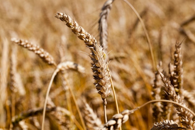 Campo di cereali in estate