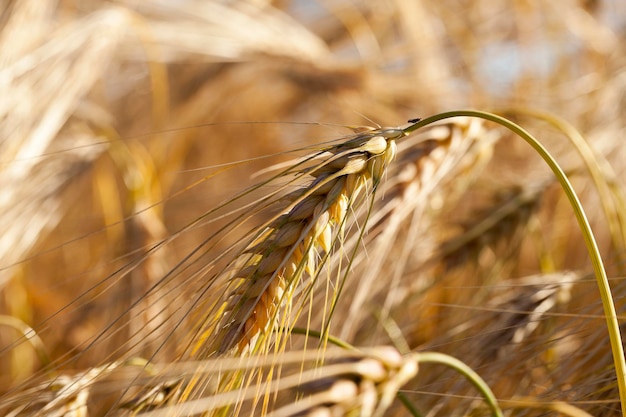 Campo di cereali in estate