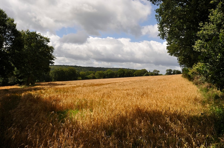 Foto campo di cereali in un bocage