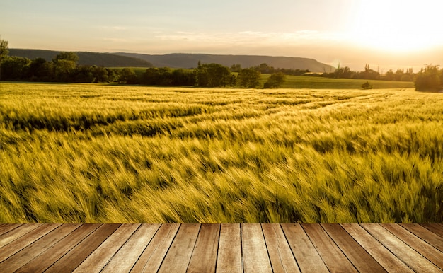 Campo di cereali in una giornata ventosa e soleggiata