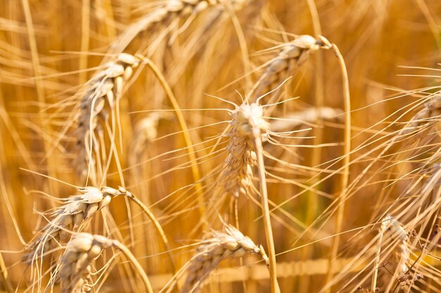 Campo di cereali maturi Girato con una messa a fuoco selettiva