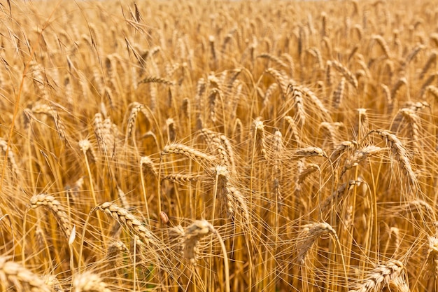 Campo di cereali maturi Girato con una messa a fuoco selettiva