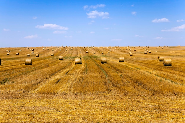 Campo di cereali maturi