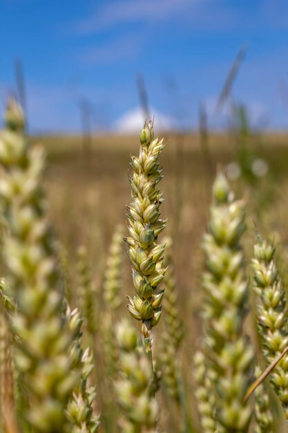 Campo di cereali verde con grano in estate