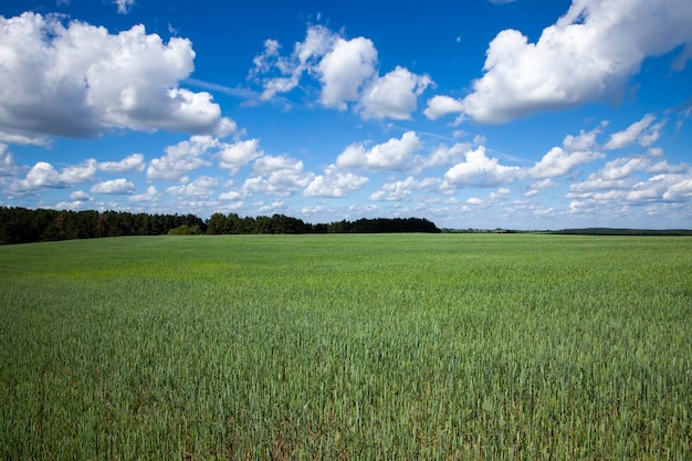 Campo di cereali verde con grano in estate