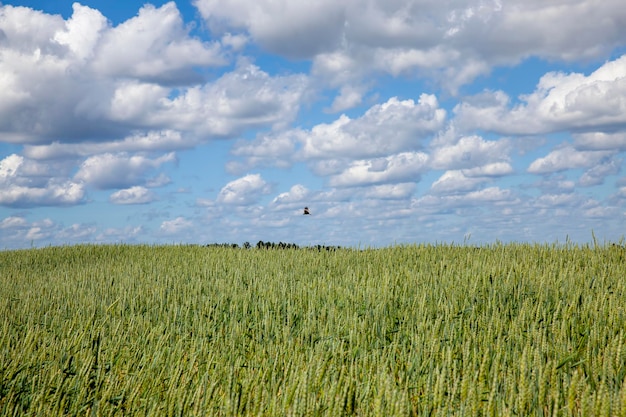Campo di cereali verde con grano in estate