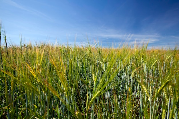 Campo di cereali verde con grano in estate