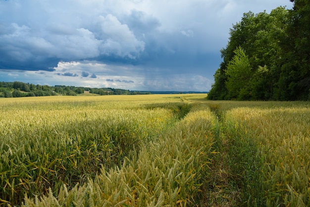 Campo di cereali verdi in estate. Vista agricoltura