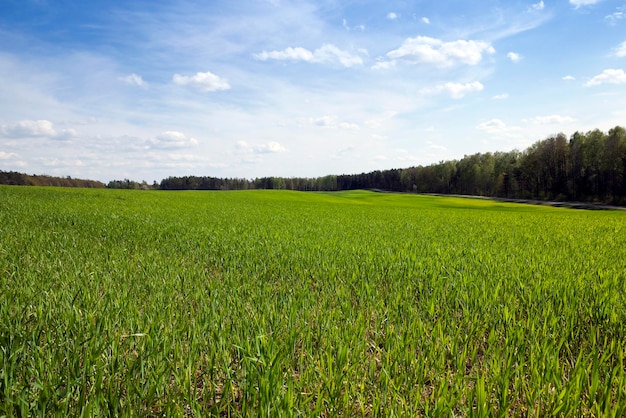 Campo di cereali