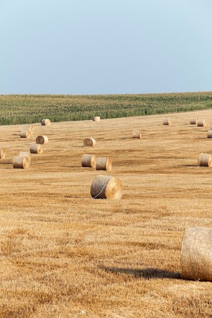 Campo di coltivazione di cereali