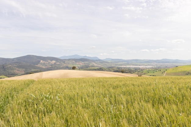 Campo di colture di cereali verdi Pianta di grano che si muove nel vento