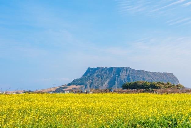 Campo di colza a Jeju Do Seongsan Ilchulbong,