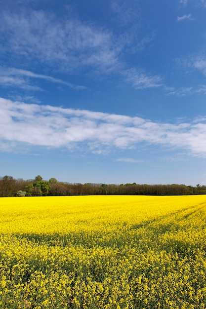 Campo di colza e cielo azzurro con nuvole