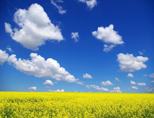 Campo di colza e nuvole nel cielo