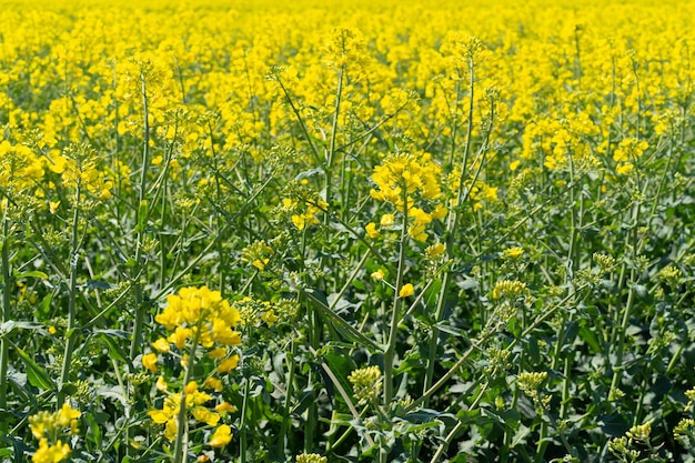 Campo di colza fiori gialli di colza e cielo blu Semi oleosi di colza colza Natura sfondo Paesaggio primaverile Ucraina agricoltura illustrazione