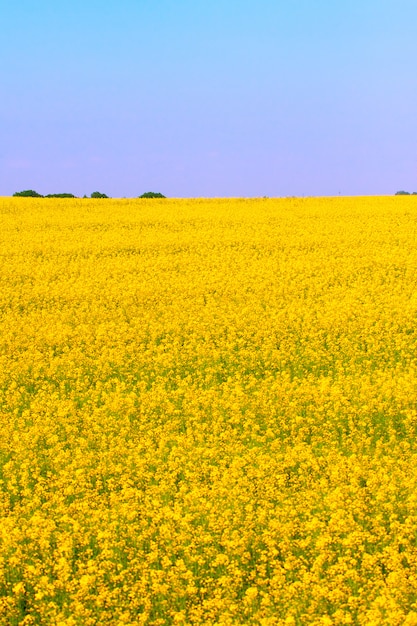 Campo di colza fioritura gialla