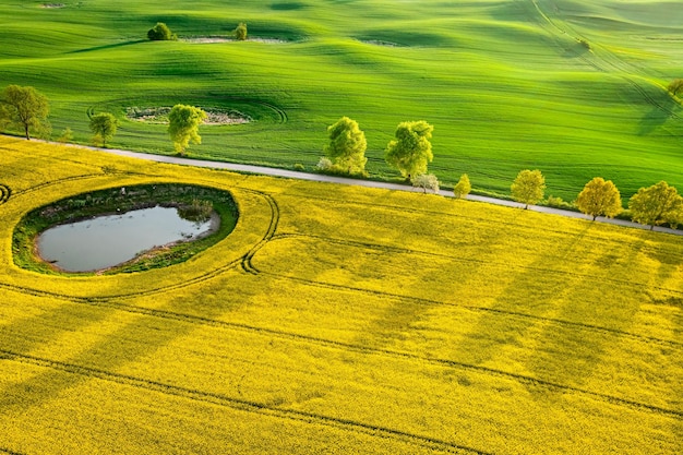 Campo di colza gialla in campagna nella soleggiata primavera