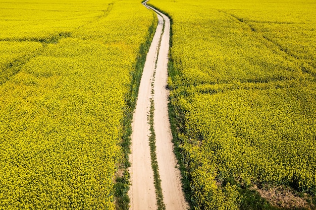 Campo di colza gialla in fiore e strada di campagna in Polonia