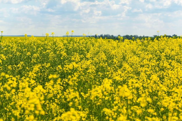 Campo di colza gialla Ottenere un raccolto di prodotti di colza di alta qualità