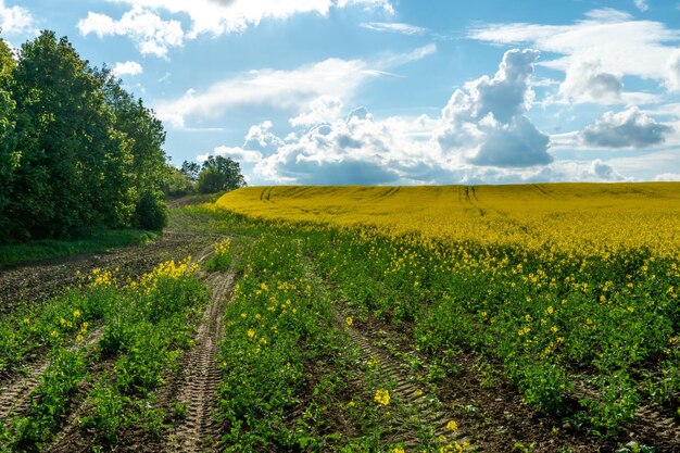 Campo di colza gialla Una strada rurale sterrata corre accanto a un bellissimo campo di colza Coltivazione di colza e surepitsa in cattive condizioni inquinamento di terreni agricoli da prodotti benzina gorenje