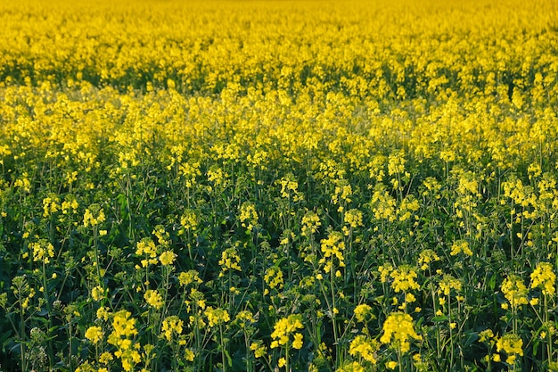 Campo di colza giallo brillante in primavera