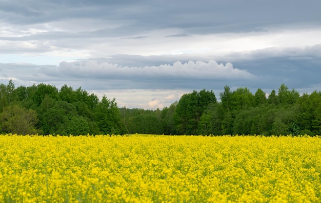 Campo di colza giallo brillante sullo sfondo di bellissime nuvole temporalesche.