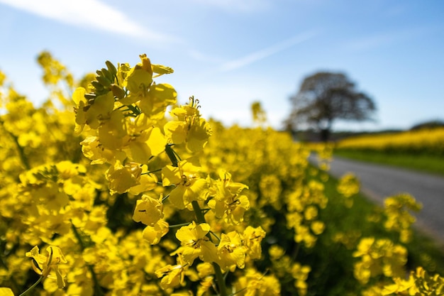 Campo di colza giallo con un albero sulla strada