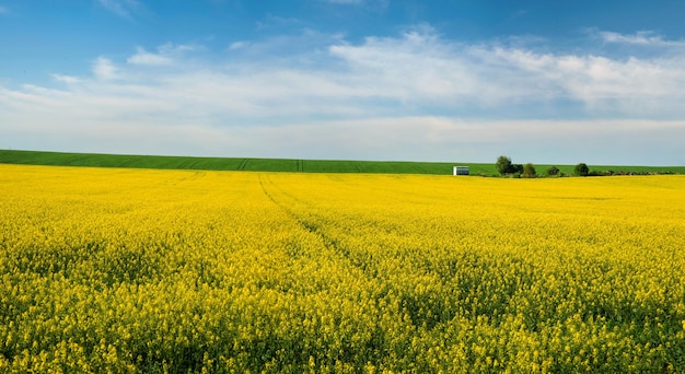 Campo di colza giallo e cielo pittoresco con nuvole bianche