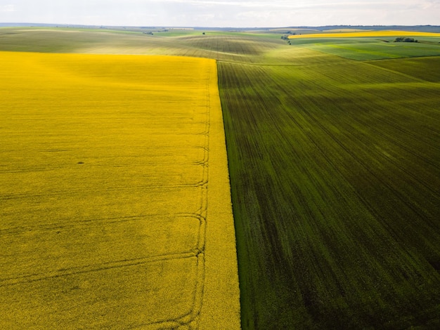 Campo di colza giallo e prato verde. Scena di campagna in Europa.