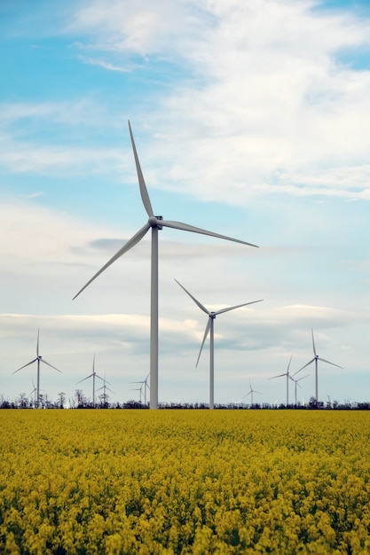 Campo di colza giallo in fiore con turbine eoliche sullo sfondo in campagna