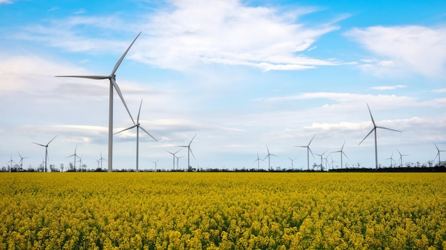 Campo di colza giallo in fiore con turbine eoliche sullo sfondo in campagna