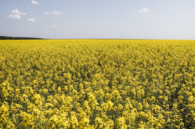 Campo di colza giallo