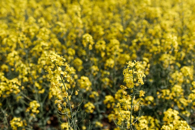 Campo di colza giallo