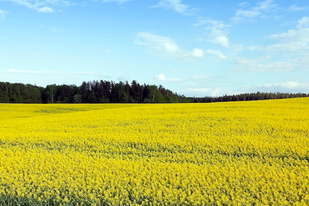 Campo di colza in estate