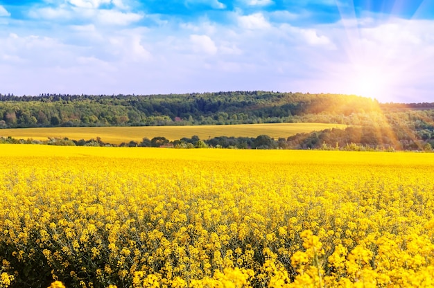 Campo di colza in fiore giallo sotto la luce del sole