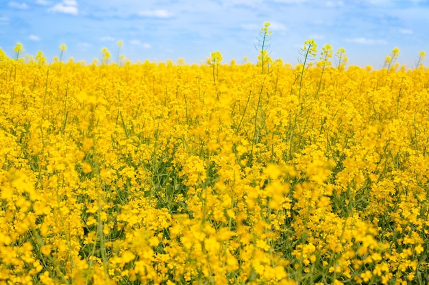 Campo di colza in fiore in una soleggiata giornata estiva campo giallo fiori luminosi cultura olivicola bellezza dentro