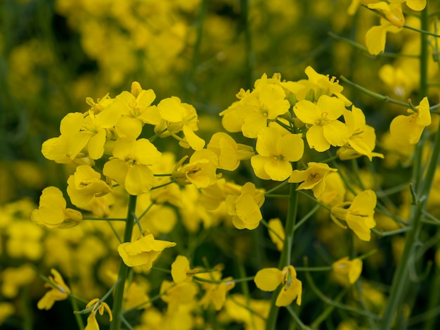 Campo di colza in fiore