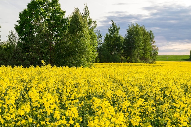 campo di colza in fiore