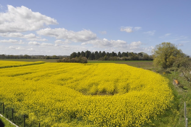 campo di colza in Francia