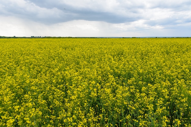 Campo di colza nel giorno di pioggia, panorama di fiori di colza in fiore. Stupro sul campo in estate a nuvoloso. Olio di colza giallo brillante