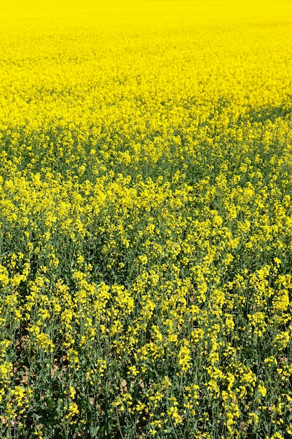 Campo di colza nel paese francese in estate