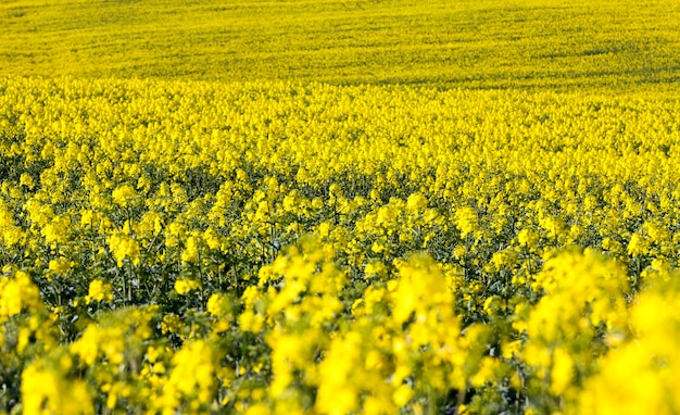 Campo di colza pieno di fiori gialli, paesaggio primaverile senza cielo