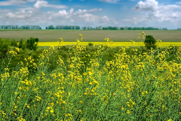 Campo di colza vicino bellissimo paesaggio rurale