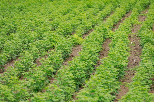 campo di cotone verde in India